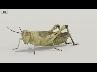 desert locust (schistocerca gregaria) by 3d model store humster3d.com